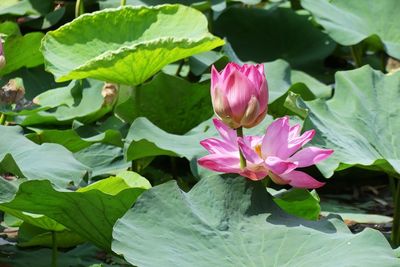 Close-up of pink lotus water lily in pond