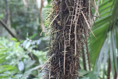 Close-up of tree trunk