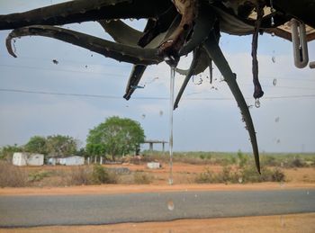 Trees growing on field by road against sky