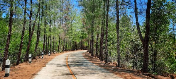 Footpath amidst trees in forest