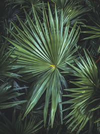 Full frame shot of palm leaves