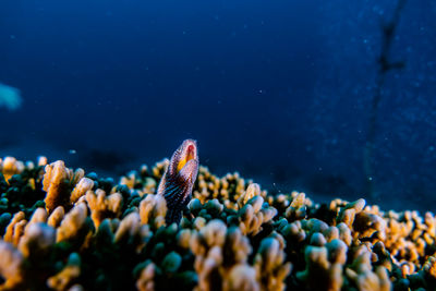 Fish swimming in sea