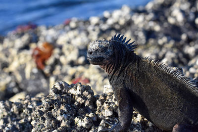 Close-up of a lizard on rock