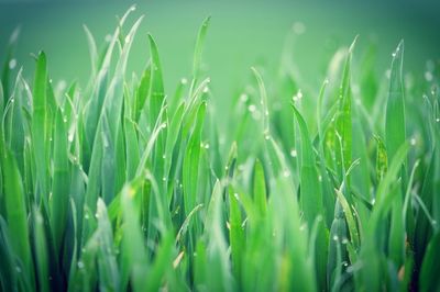 Close-up of plants growing in field