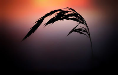 Close-up of silhouette plant against sky during sunrise