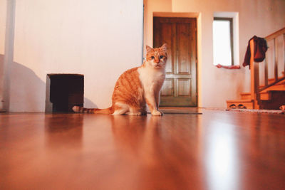 Cat sitting on wooden floor