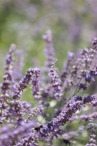 Close-up of purple flowering plant