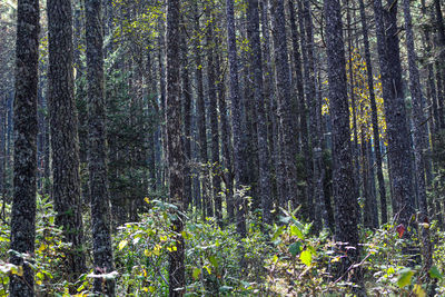 Pine trees in forest