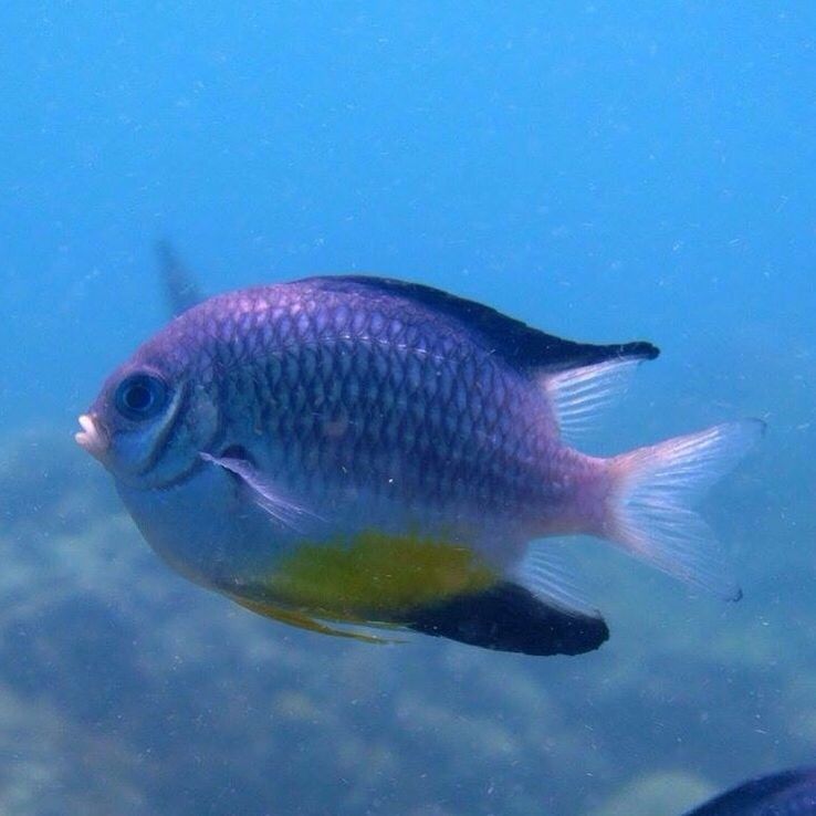 FISH SWIMMING IN SEA