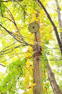 Low angle view of trees