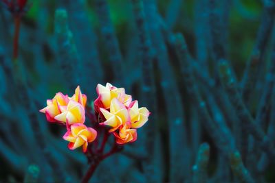 Plumeria red yellow white flower and frangipani floral, plumeria flower buds and green leaves