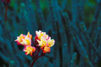 Close-up of yellow flowering plant