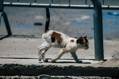 View of a dog on the wall