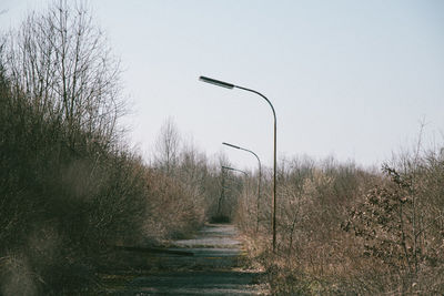 Footpath amidst bare trees in forest