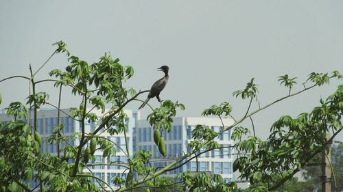 Low angle view of birds perching on tree