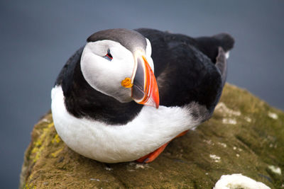 Close-up of bird perching on rock