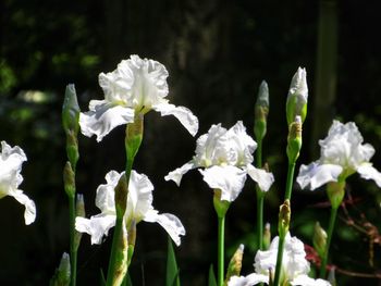 Close-up of white flowering plants