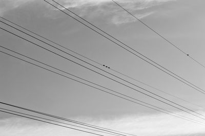 Low angle view of birds perching on power line