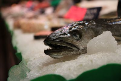 Close-up of fish on ice at market for sale