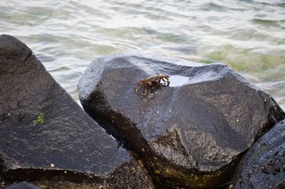 High angle view of insect on rock