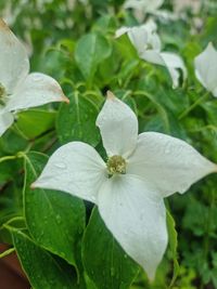 plant