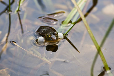 High angle view of frog floating on lake