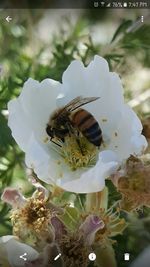 Close-up of bee on white flower