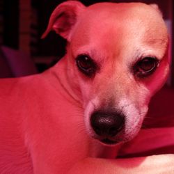 Close-up portrait of dog at home