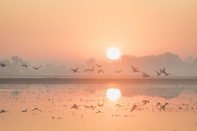 Water fowl lift off over water filled field at sunrise