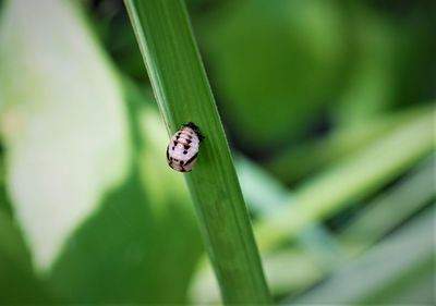 Close-up of insect on leaf