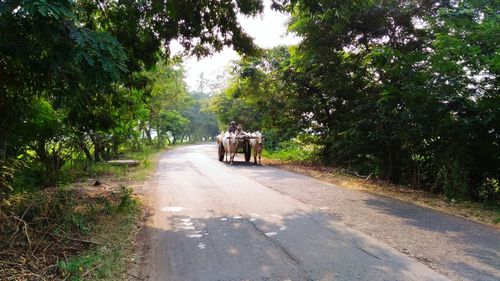 Rear view of man riding motorcycle on road amidst trees