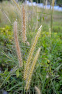 Close-up of crops growing on field