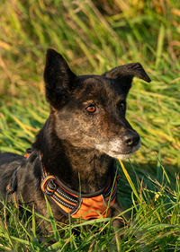 Close-up of a dog on field