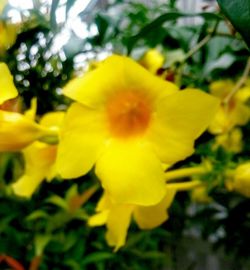 Close-up of yellow flower blooming outdoors