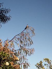 Low angle view of bird perching on tree against sky