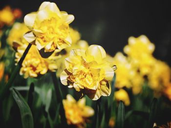 Close-up of yellow flowering plant