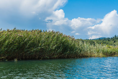 Scenic view of lake by trees against sky