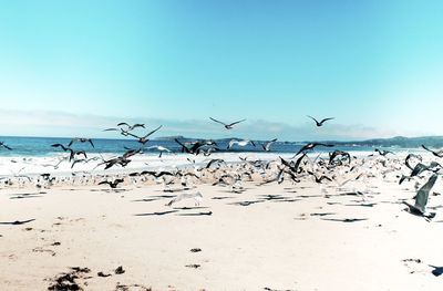 Seagull flying over sea