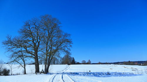 Bare trees on snow covered landscape against blue sky