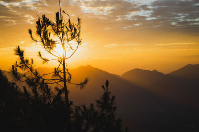 Silhouette tree against orange sky