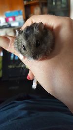 Close-up of hand holding cat