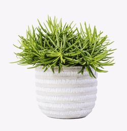 Close-up of potted plant against white background