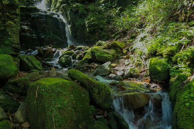 Scenic view of waterfall in forest