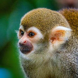 Close-up portrait of a monkey