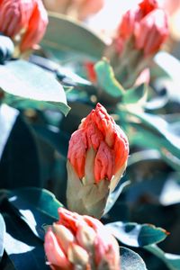 Close-up of hand holding red flower