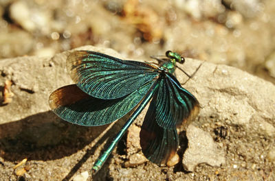 Close-up of butterfly on rock