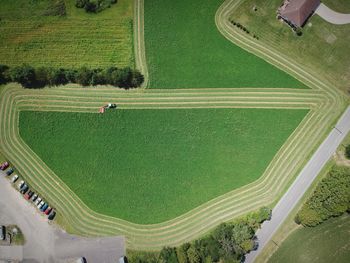 High angle view of rice paddy