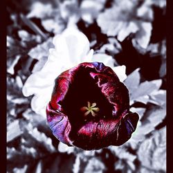 Close-up of red flower