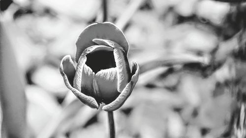 Close-up of plant