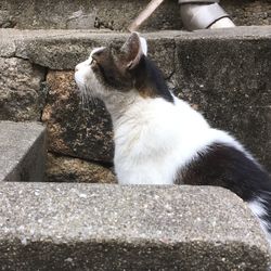 Close-up of cat looking away